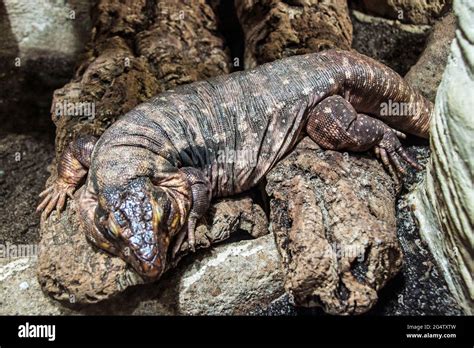 Red Tegu Tupinambis Rufescens In Prague Zoo Stock Photo Alamy