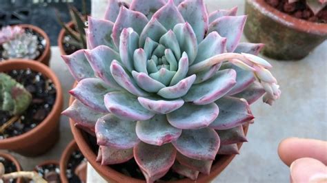 Echeveria Blue Bird Tudo Sobre Essa Suculenta Guia Das Suculentas