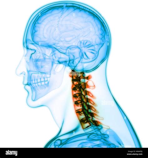 Radiografía de vértebras cervicales fotografías e imágenes de alta