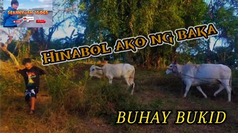 Hinabol Ako Ng Baka Dito Sa Bukid Ng Lolo Ko Mahirap Ang Buhay Bukid