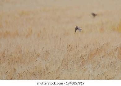 Sociable Lapwing Vanellus Gregarius Adult Preening Stock Photo