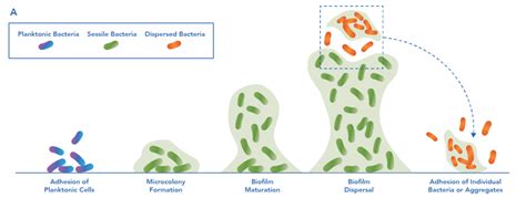 Biofilm Basics Seeding Dispersal And System Seeding Sterilex