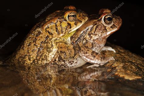 Mating Guttural Toads — Stock Photo © Ecopic 10184394