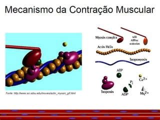 Aula Biof Sica Da Contra O Muscular Ppt