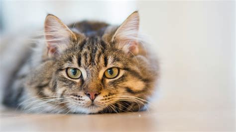 Silver Tabby Cat Lying On Brown Wooden Surface · Free Stock Photo