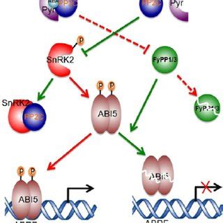 A Model Showing The Antagonistic Interaction Between Snrk Kinases And