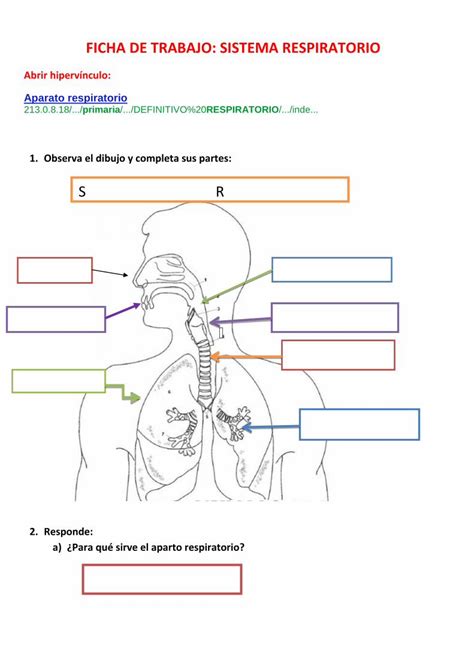 PDF Sistema Respiratorio DOKUMEN TIPS