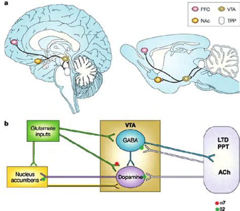 Localisation Of Nachrs In The Reward” Pathway A Human Left And