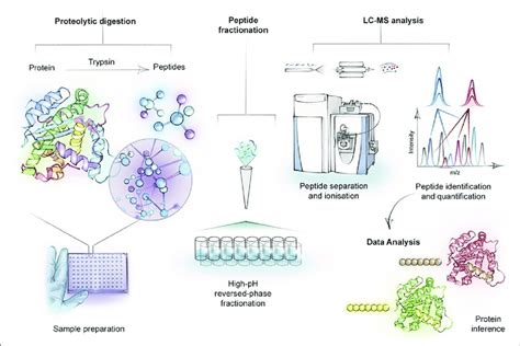 Bottom Up Proteomics Analysis Creative Proteomics Mass