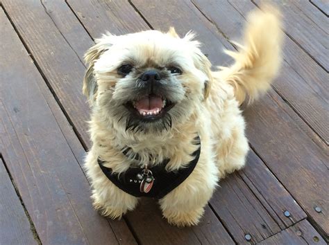 Happy Shih Tzu Puppies Shih Tzu Dog