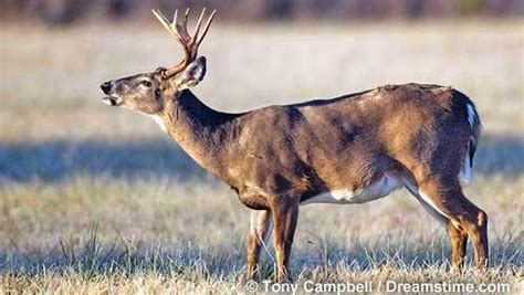 New Hampshire's firearms season for deer begins Wednesday