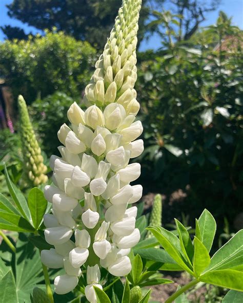 White flowering perennials: 19 of the best for every garden