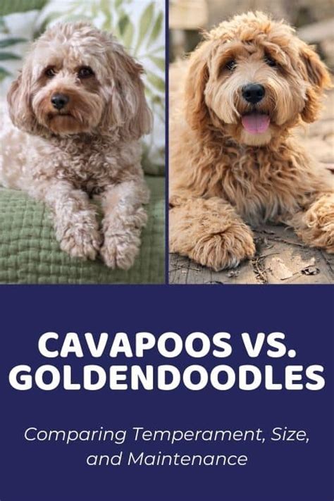 Whats The Difference Between A Cavapoo And A Cavoodle