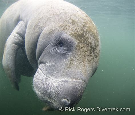 Snorkeling With Manatees Homosassa River Florida Diver Trek