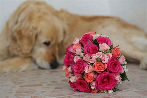 Free picture: dog, wedding bouquet, romantic, bouquet, roses, flower ...