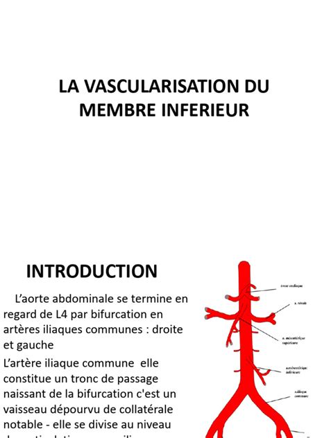 La Vascularisation Du Membre Inferieur Converti Pdf Jambe Humaine