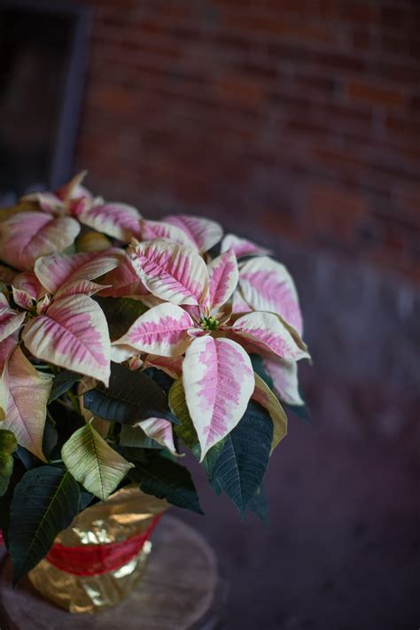 Pink Marble Poinsettia Double In Uxbridge Ma Lucille S Floral Designs