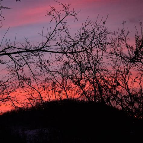 Um Jogo Dos Tons E Dos Contrastes Rosa De Surpresa Por Do Sol Ardente