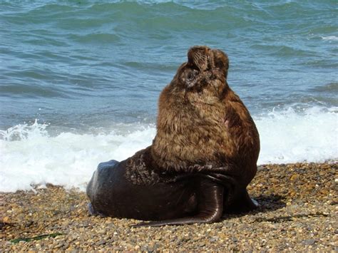 Animales Y Plantas De Perú Lobo Marino Otaria Flavescens