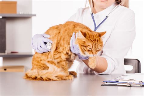 Gripe De Gato Entenda O Que E Como Identificar Petlove