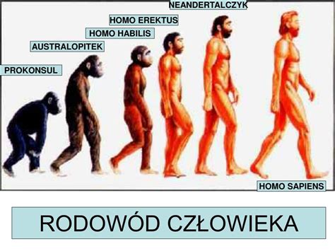 PPT ANTROPOGENEZA POCHODZENIE CZŁOWIEKA PowerPoint Presentation