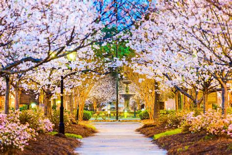 Macon Georgia S Cherry Blossom Festival Promises To Be The Pinkest