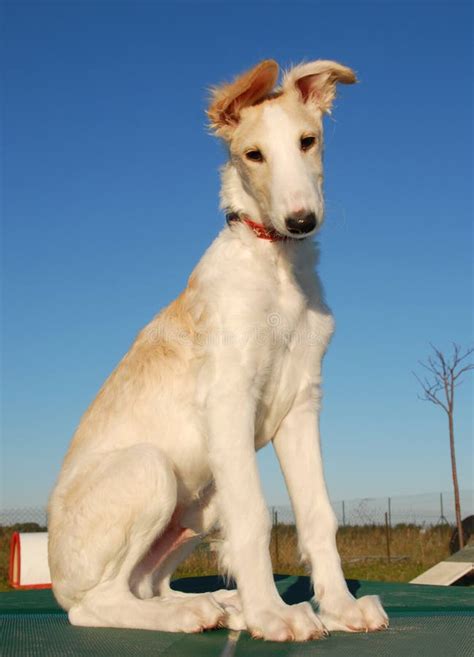 Puppy Borzoi Stock Image Image Of White Wolfhound Purebred 13995387