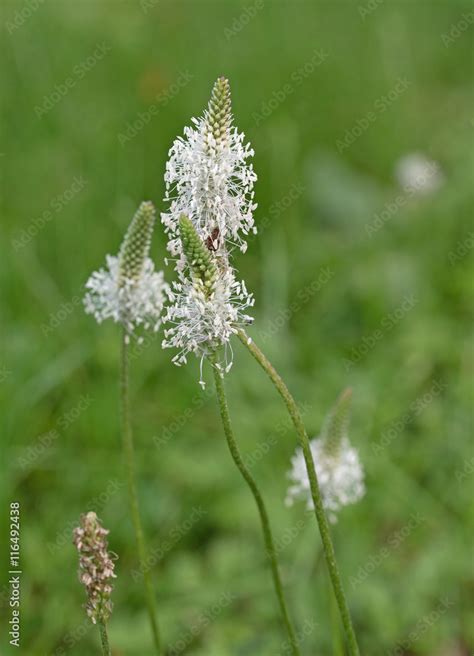 Spitzwegerich Plantago lanceolata Blüten Stock Photo Adobe Stock