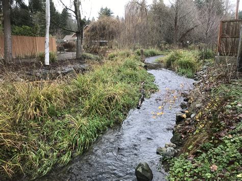 Hanging sedge identification and control - King County, Washington