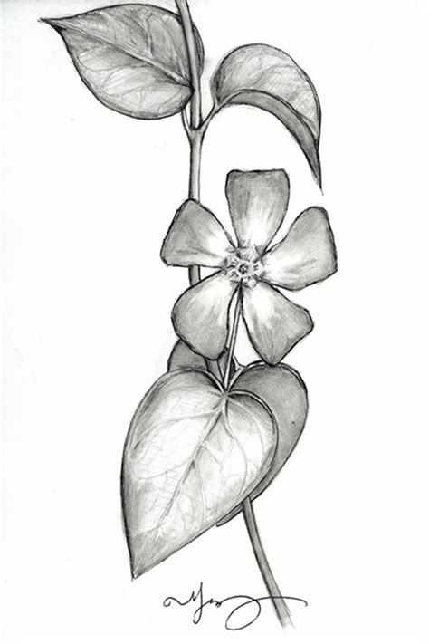 Simple Pencil Drawings Of Flowers