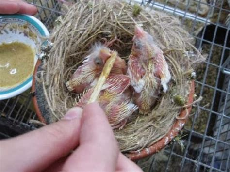 Ternak Dan Jual Beli Burung Kenari Budidaya Ternak Burung Kenari Kab