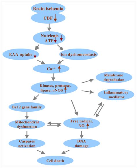 Roles Of Oxidative Stress Apoptosis Pgc And Mitochondrial