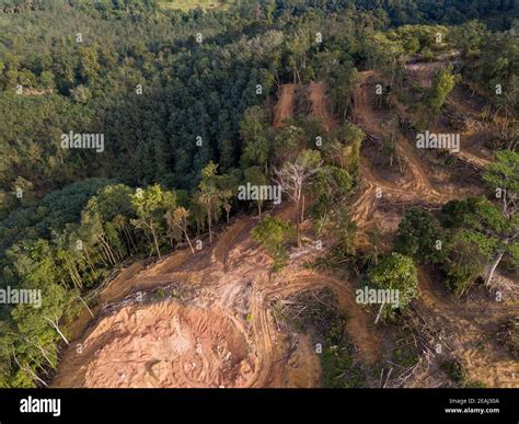 Aerial View Deforestation Activity Stock Photo Alamy