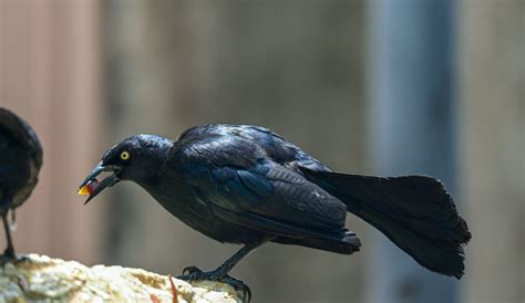 Greater Antillean Grackle I Capture This By San Juan