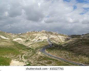 13 Olive Tree Olive Wood Israel Palestine Beautiful Scenery Images