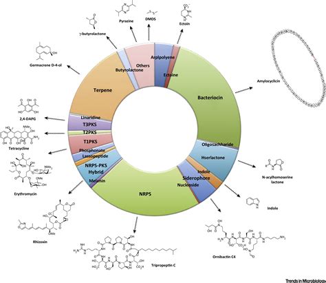 Diversity Of Microbial Metabolism