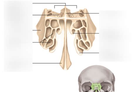 Nasal concha Diagram | Quizlet