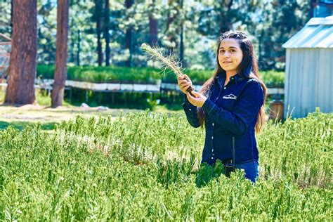 Pe Oles Y Fresnillo Plc Trabajan A Favor De La Reforestaci N Mundo