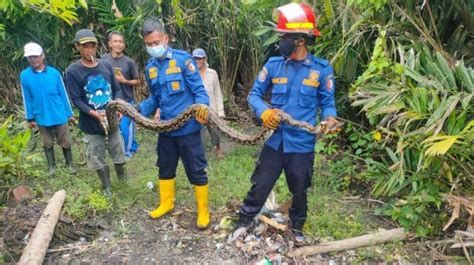 Damkar Bojonegoro Evakuasi Ular Sanca Sepanjang 3 5 Meter