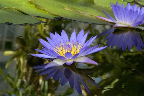 Close Shot Of An Amazon Water Lily Photograph by Stephen Sharnoff