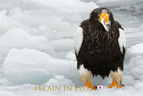 The Stellers Sea Eagle Around Since The Age Of The Dinosaurs Japan