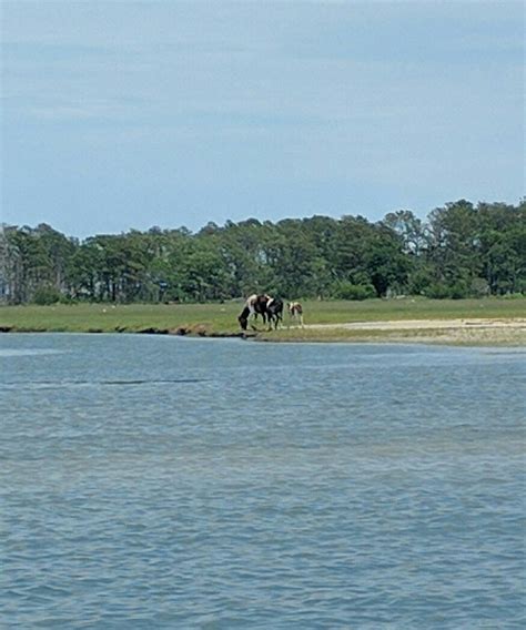 The 15 Best Things To Do In Chincoteague Island 2022 With Photos