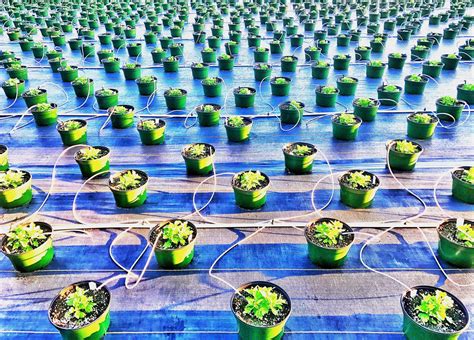 Ethical Considerations in Hydroponic Food Production: Balancing