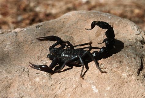 Animal Scorpion Wallpapers - 4k, HD Animal Scorpion Backgrounds on WallpaperBat