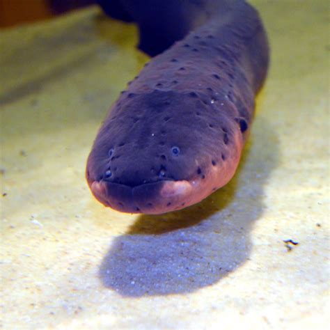 Electric Eel Akron Zoo