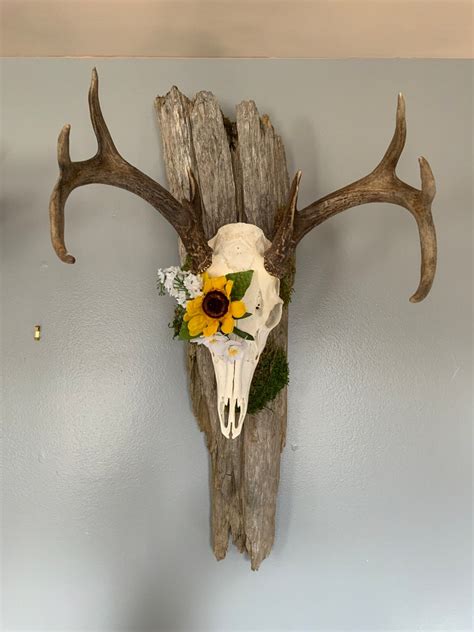 9 Point Whitetail Deer Skull Wall Mount Display Etsy