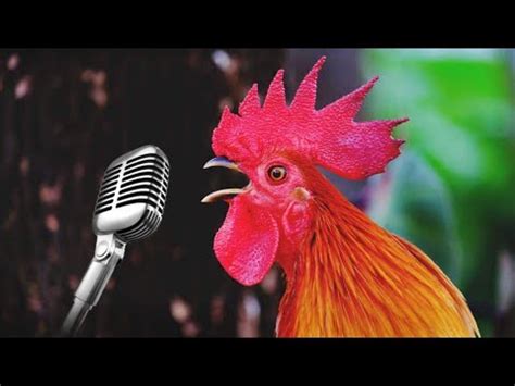 J Geco Chicken Song Chicken Dance Geco Remix 28 YouTube