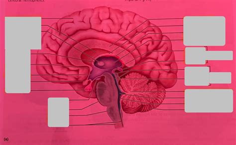 Human Brain Diagram 17 4a Diagram Quizlet