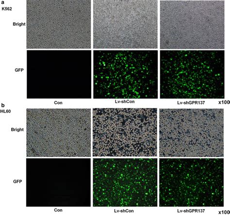 Representative Images Of K562 A And HL60 B Cells 5 Days Of After