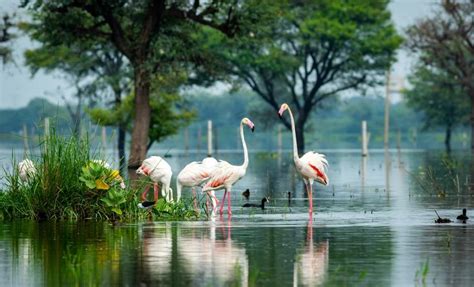 List Of Ramsar Sites In India Alightindia